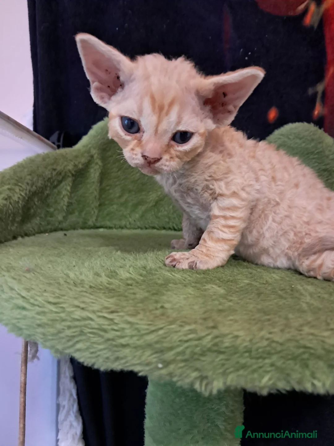 Devon Rex gatti in vendita: Devon rex red mackerel tigree  - Annuncio 2