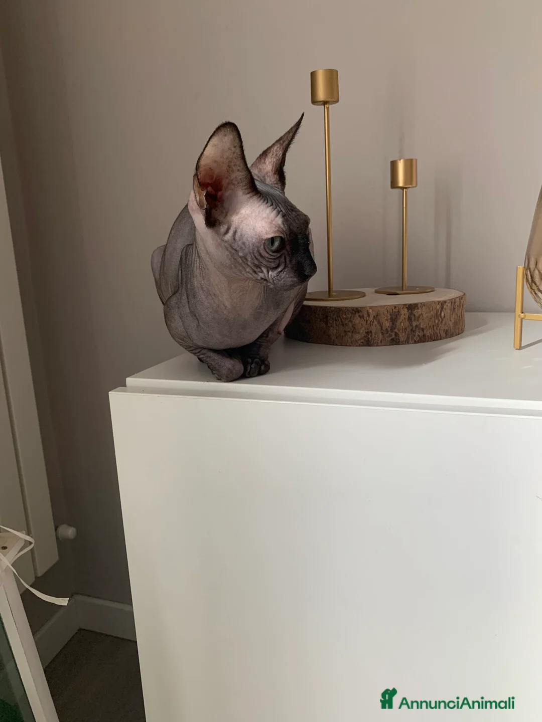 Immagine della galleria {{count}}