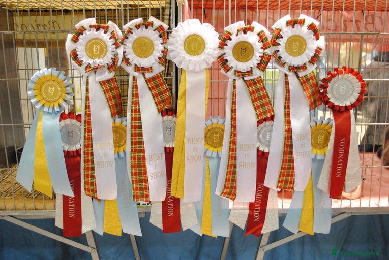 Immagine della galleria {{count}}