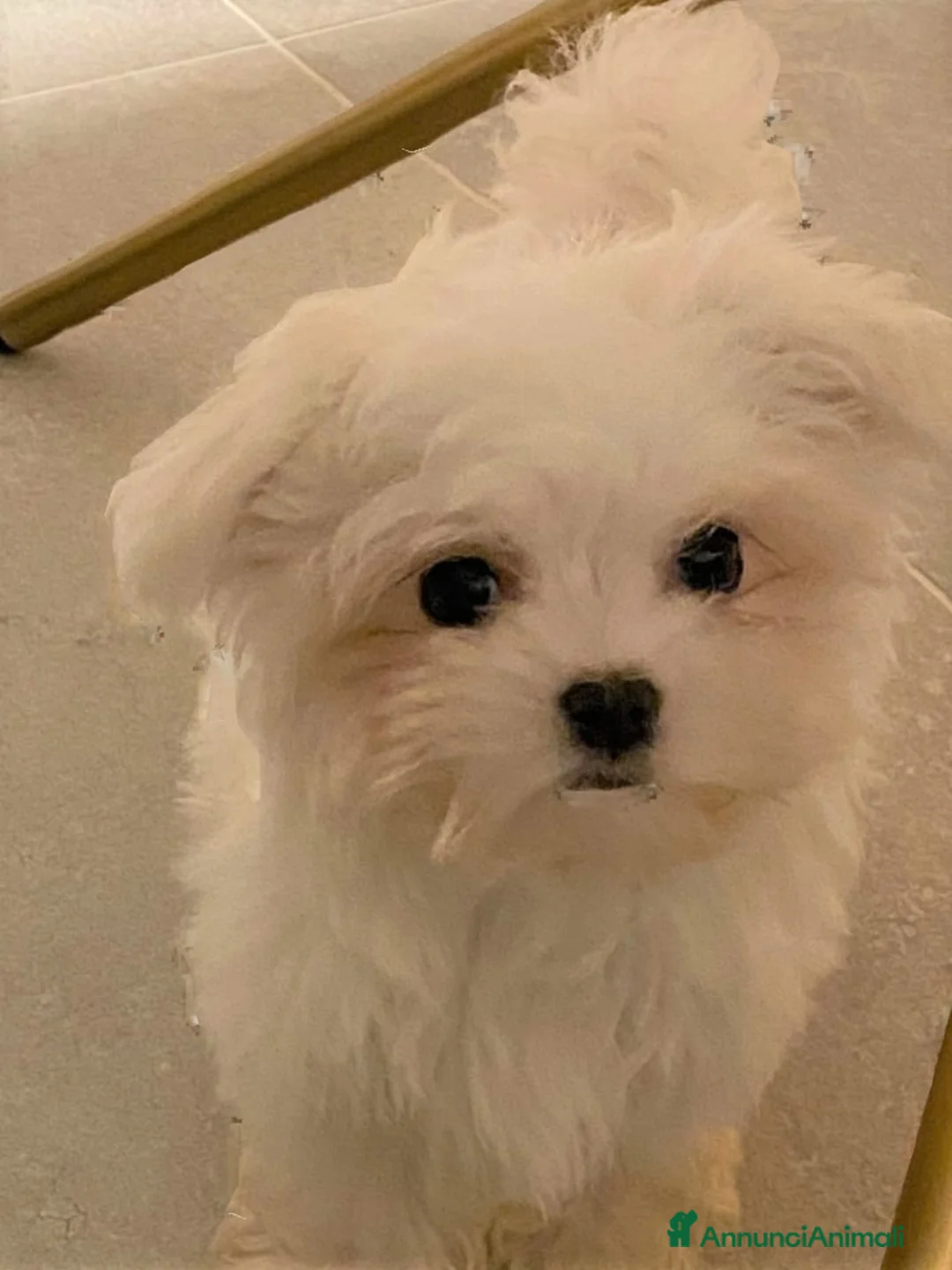 Immagine della galleria {{count}}