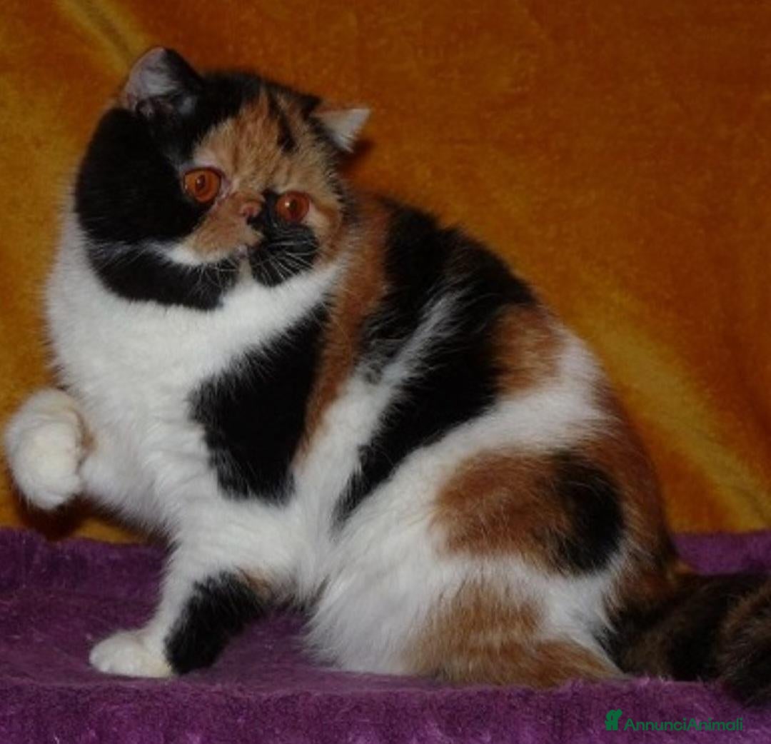 Exotic Shorthair gatti Bellissimo cucciolo exotic - Annuncio 15