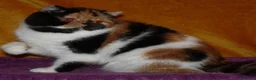 Exotic Shorthair gatti in vendita: Bellissimo cucciolo exotic - Annuncio 1