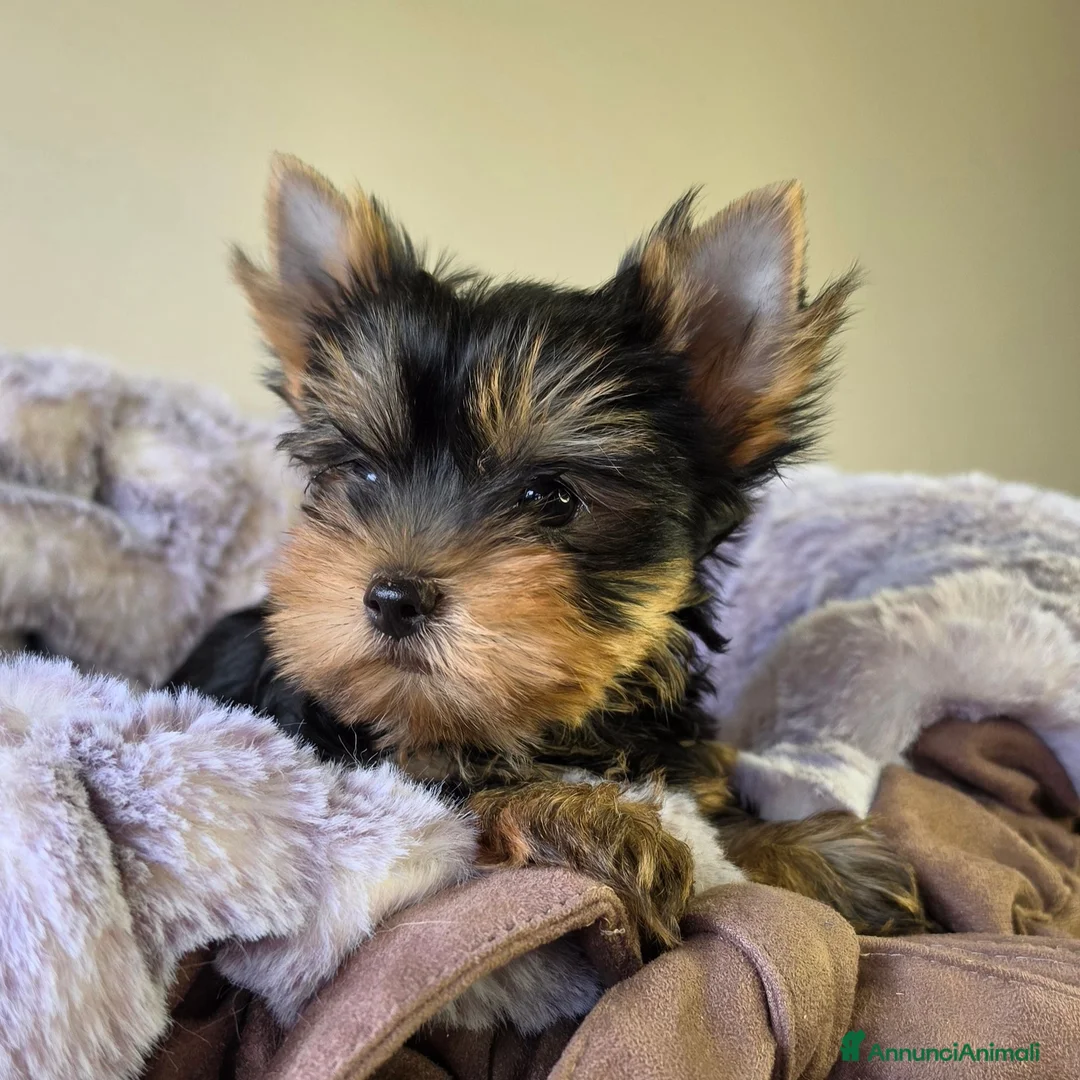 Yorkshire cani in vendita: Cuccioli di Yorkshire Terrier  - Annuncio 2