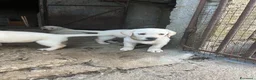 Labrador cani in vendita: Cuccioli di Labrador - Annuncio 9