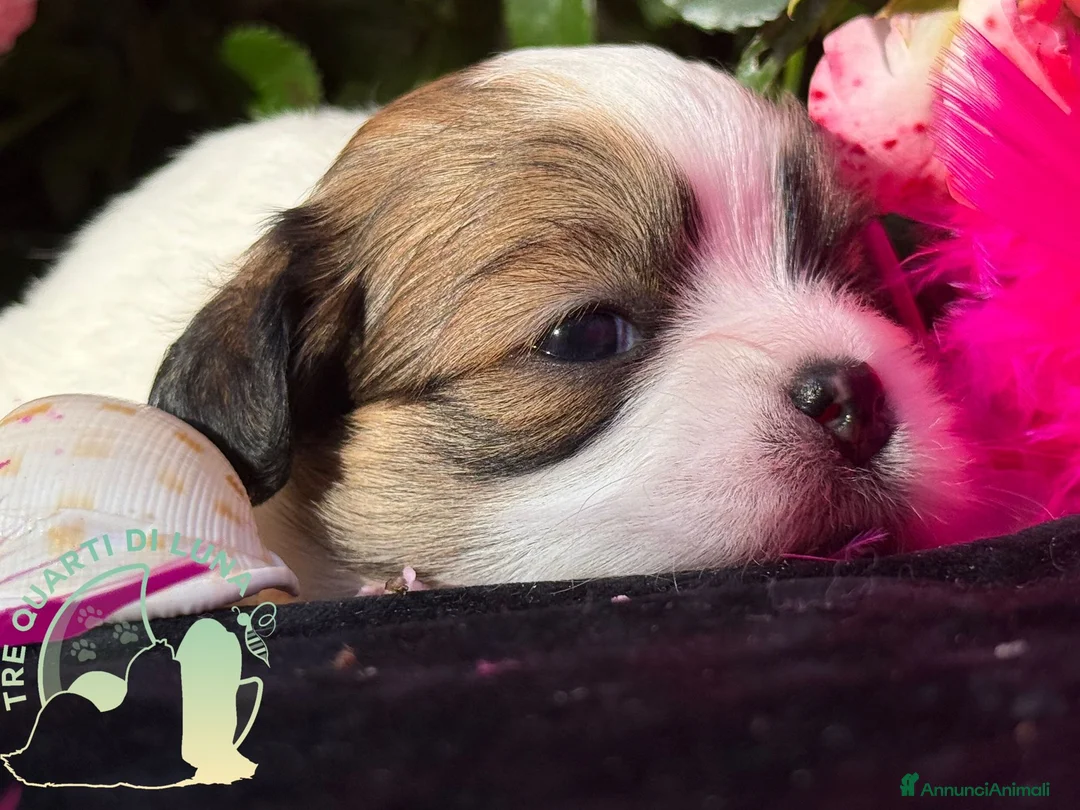 Maltipoo cani in vendita: Maltipoo Barboncino Lhasa Apso Tre Quarti di Luna - Annuncio 2