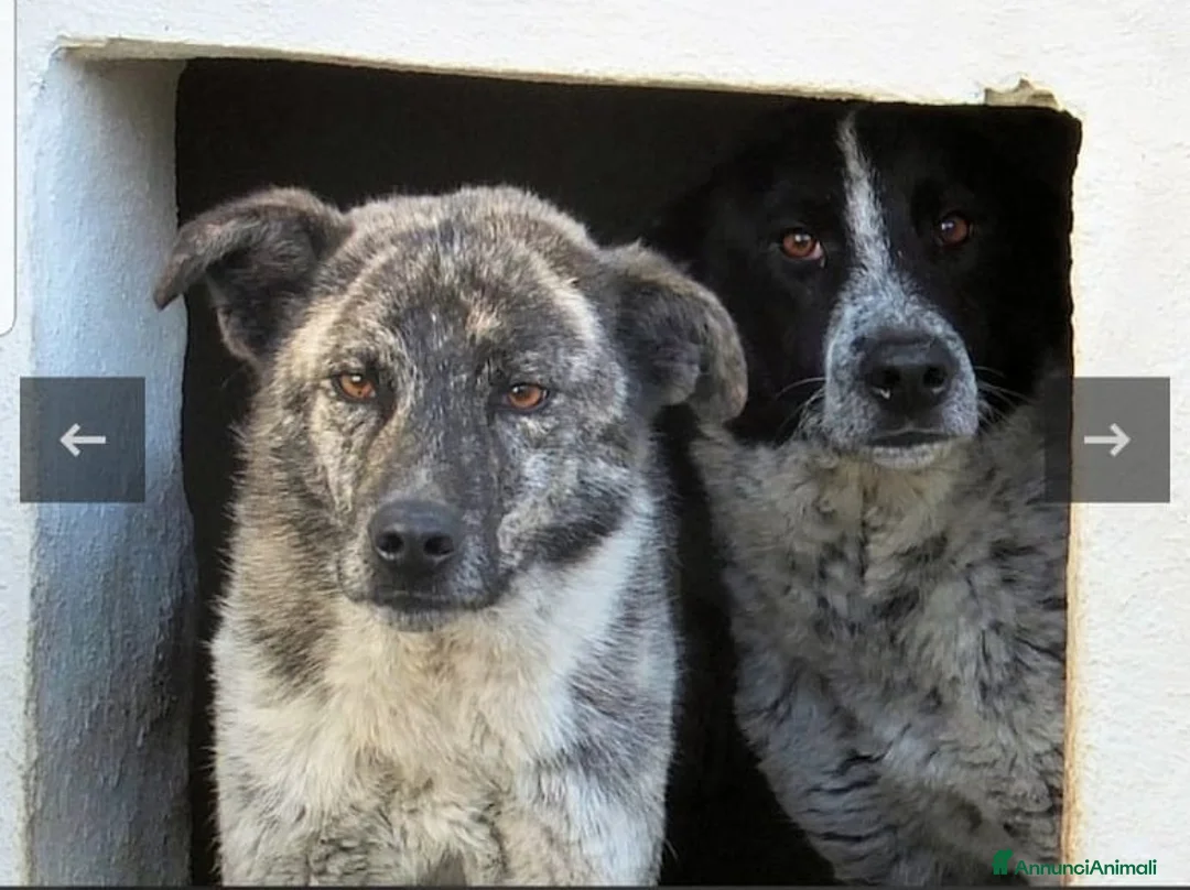Setter Inglese cani in regalo: ADOZ.DEL💔:timido,cresciuto in canile da cucciolo! - Annuncio 6