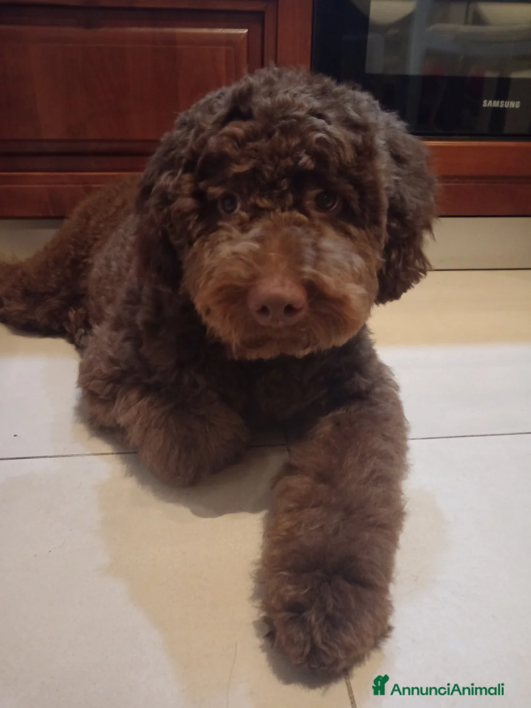 Lagotto cani in vendita: Vendo cucciolo di Lagotto Romagnolo - Annuncio 3