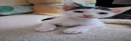 Meticcio gatti in regalo: Tre simpatiche canaglie ❤️ - Annuncio 10