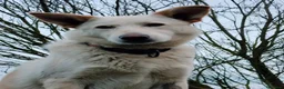 Meticcio cani in regalo: ROMEO  a Provincia di Parma - Annuncio 2