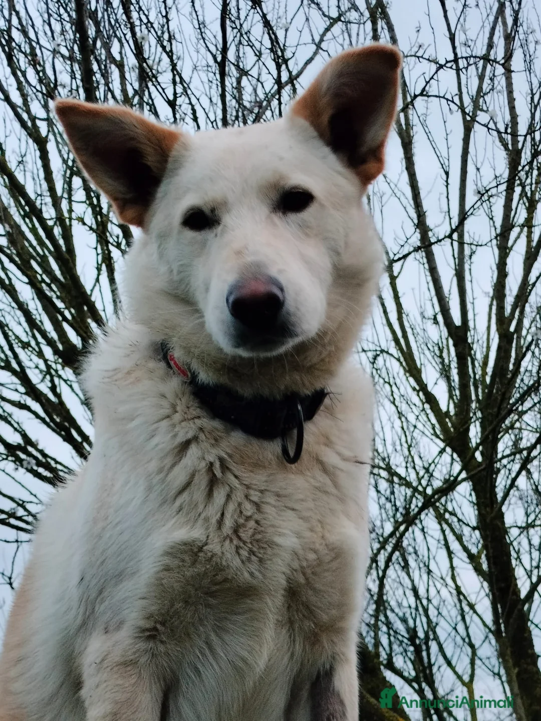 Meticcio cani in regalo: ROMEO  a Provincia di Parma - Annuncio 2
