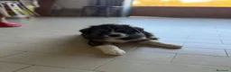 Meticcio cani in regalo: Mars cerca casa 🩵 - Annuncio 2