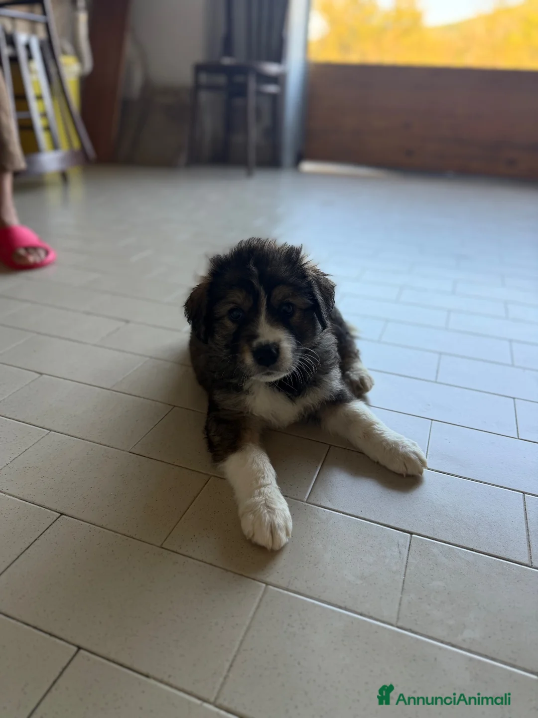 Meticcio cani in regalo: Mars cerca casa 🩵 - Annuncio 2