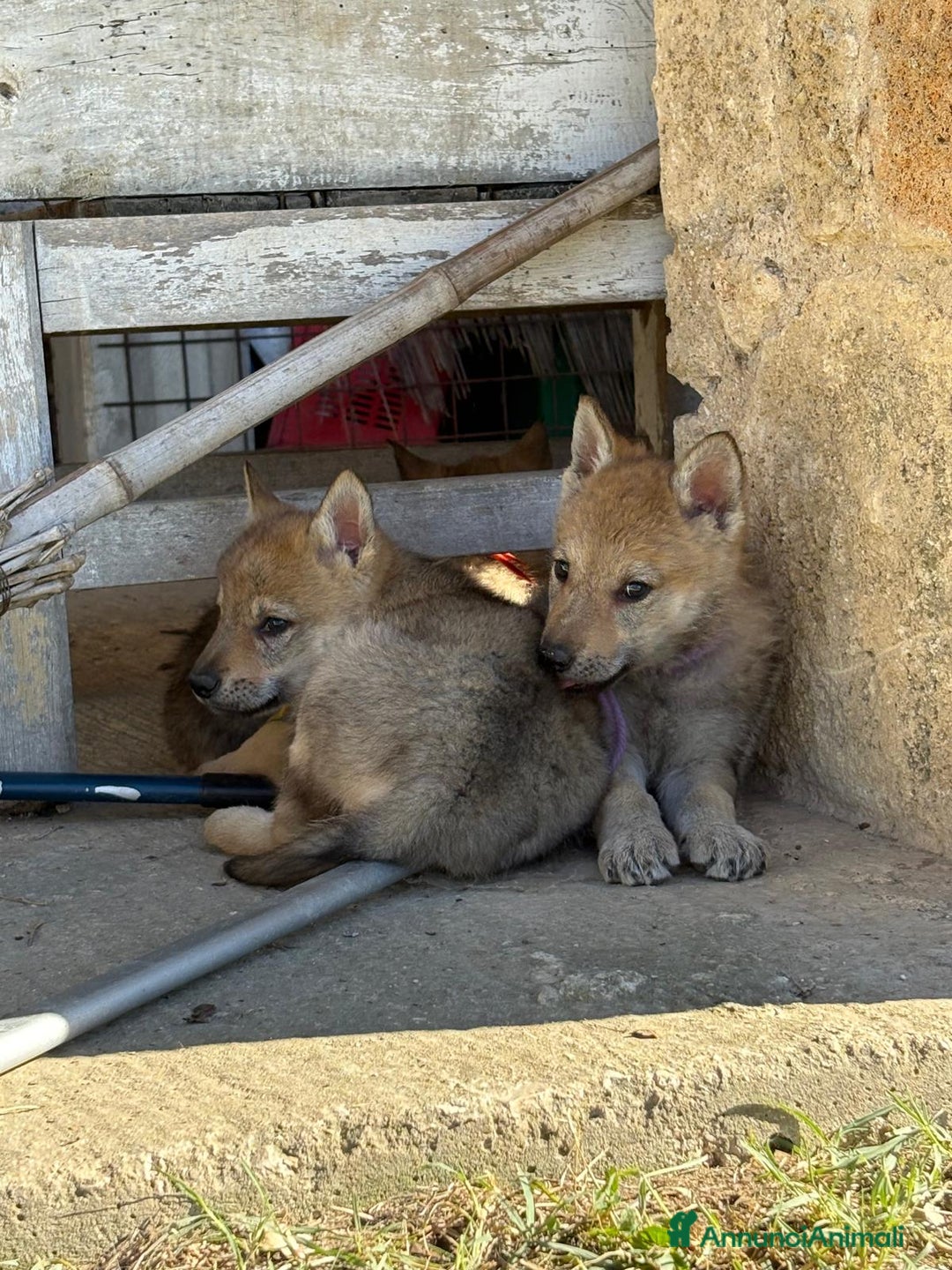 Lupo Cecoslovacco cani in vendita: cuccioli cane lupo Cecoslovacco  - Annuncio 3