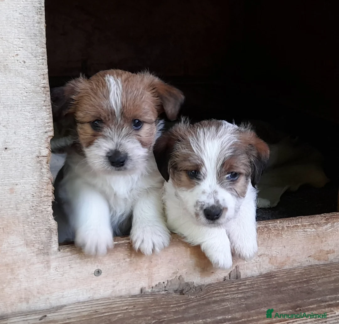 Jack Russell cani in vendita: Jack Russell Terrier Broken/Ruvido cuccioli  a Città metropolitana di Roma Capitale - Annuncio 10