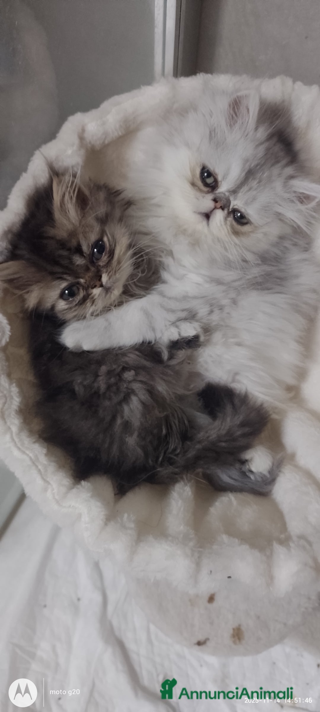 Persiano gatti in vendita: Splendidi cuccioli persiani  - Annuncio 3