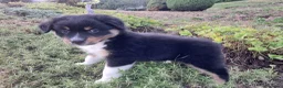 Australian Shepherd cani in vendita: Cuccioli black tricolore  - Annuncio 7