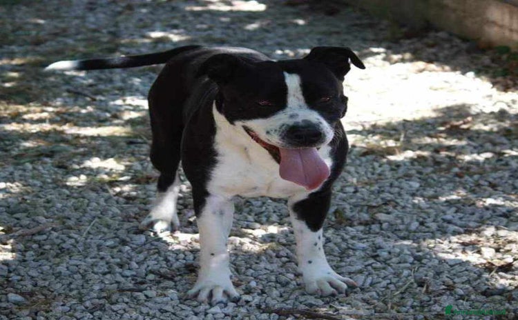 American Staffordshire cani - Annuncio 12