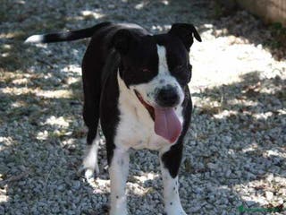 American Staffordshire cani Thor richiuso in canile dopo l'abbandono - Annuncio 19