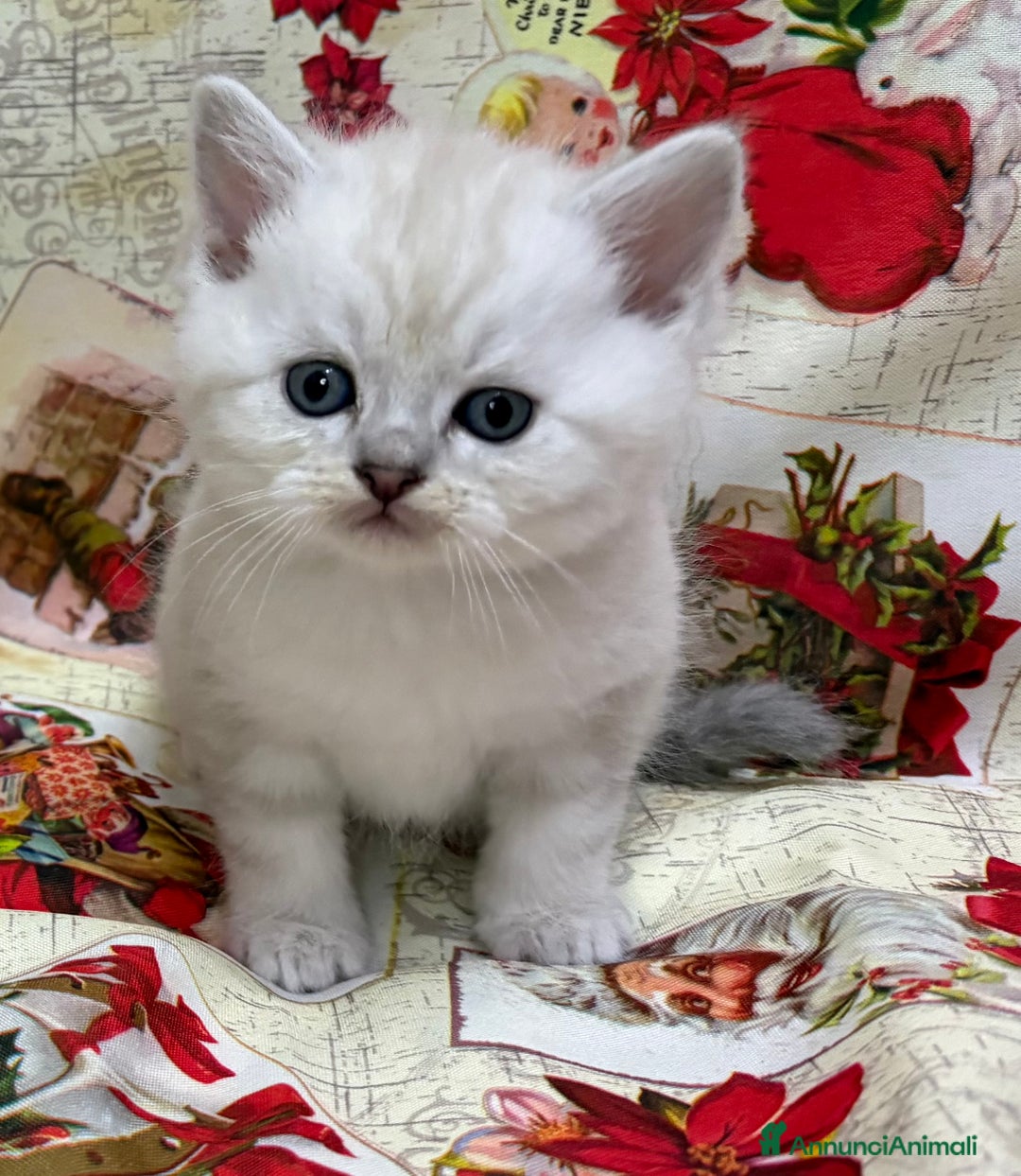 British gatti in vendita: Scottish fold sthrait  - Annuncio 6