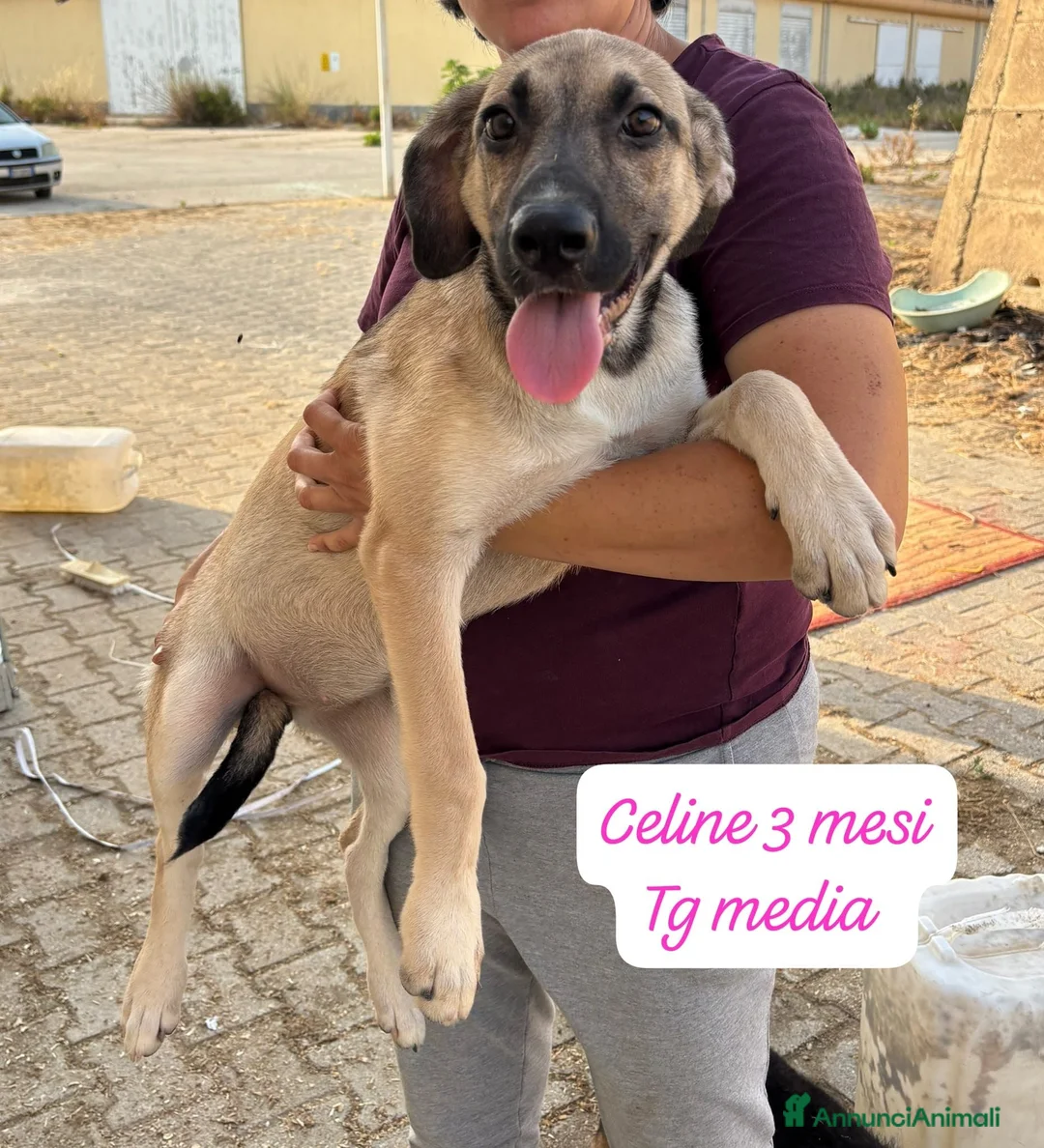 Meticcio cani in regalo: Meticci dolcissimi cercano casa  a Provincia di Pavia - Annuncio 12