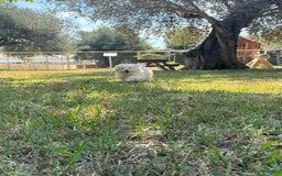 Maltese cani in vendita: MALTESINO - Immagine 4