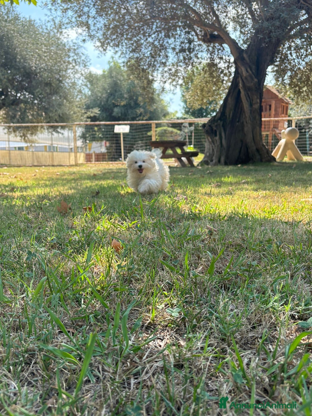 Maltese cani in vendita: MALTESINO - Immagine 4