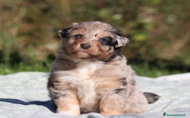 Australian Shepherd cani - Annuncio 3