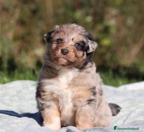 Australian Shepherd cani - Annuncio 2