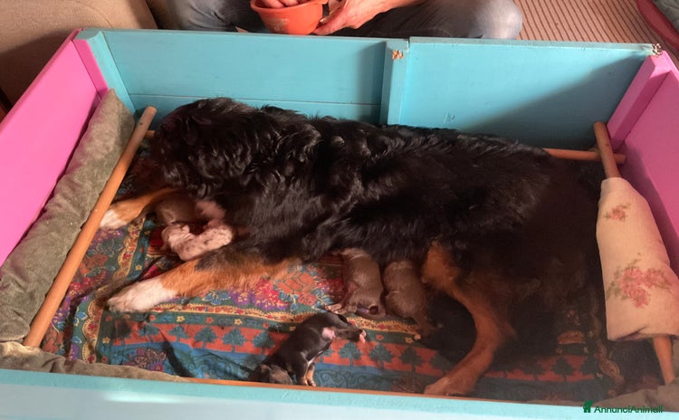 Australian Shepherd cani a Provincia di Treviso - Annuncio 1