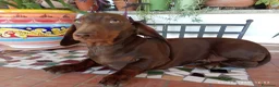Bassotto cani in vendita: OCCASIONE IMPERDIBILE: Bassotto con Pedigree. - Annuncio 5