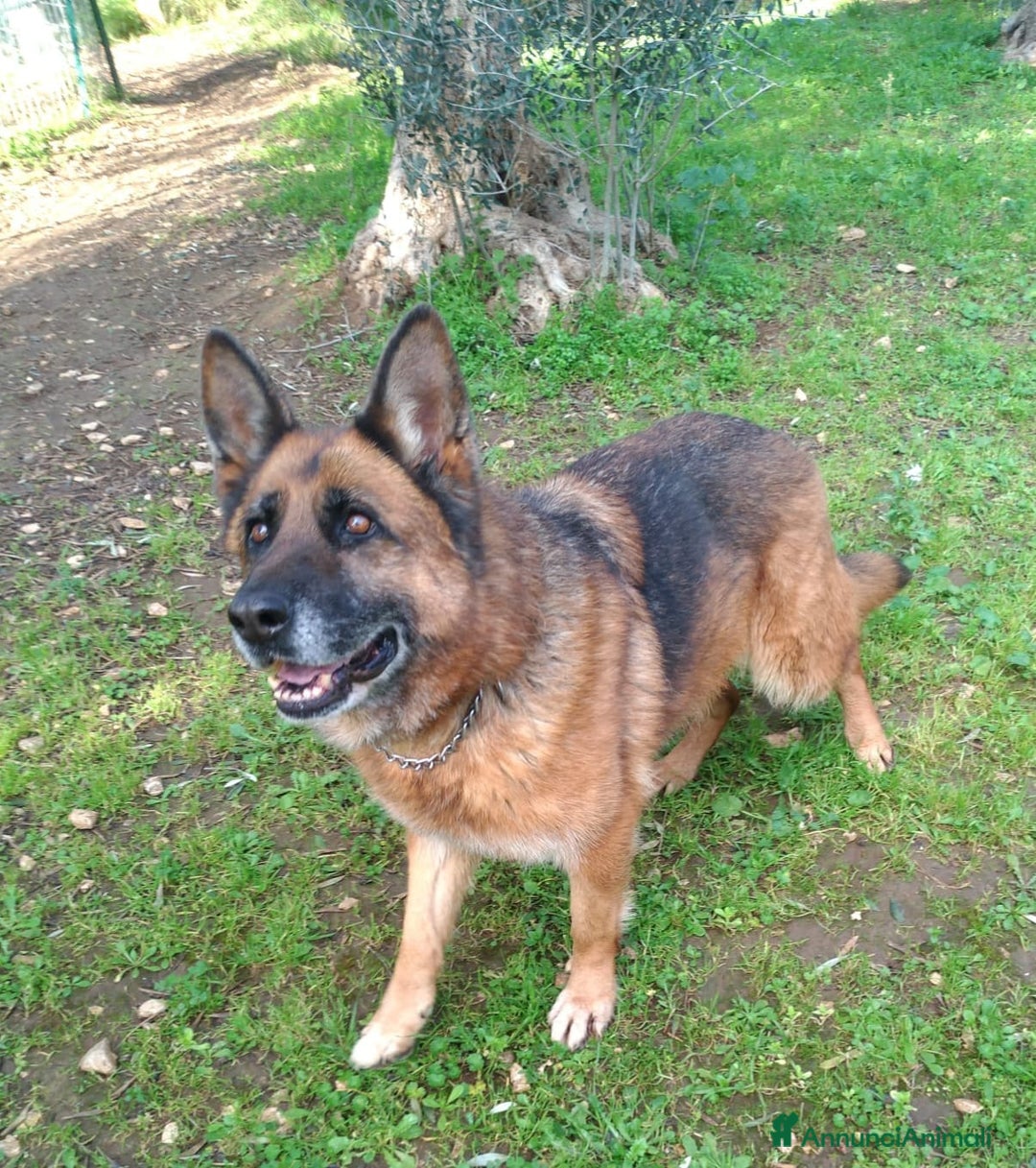 Pastore Tedesco cani in regalo: Cloe, pastore dal cuore grande - Annuncio 6