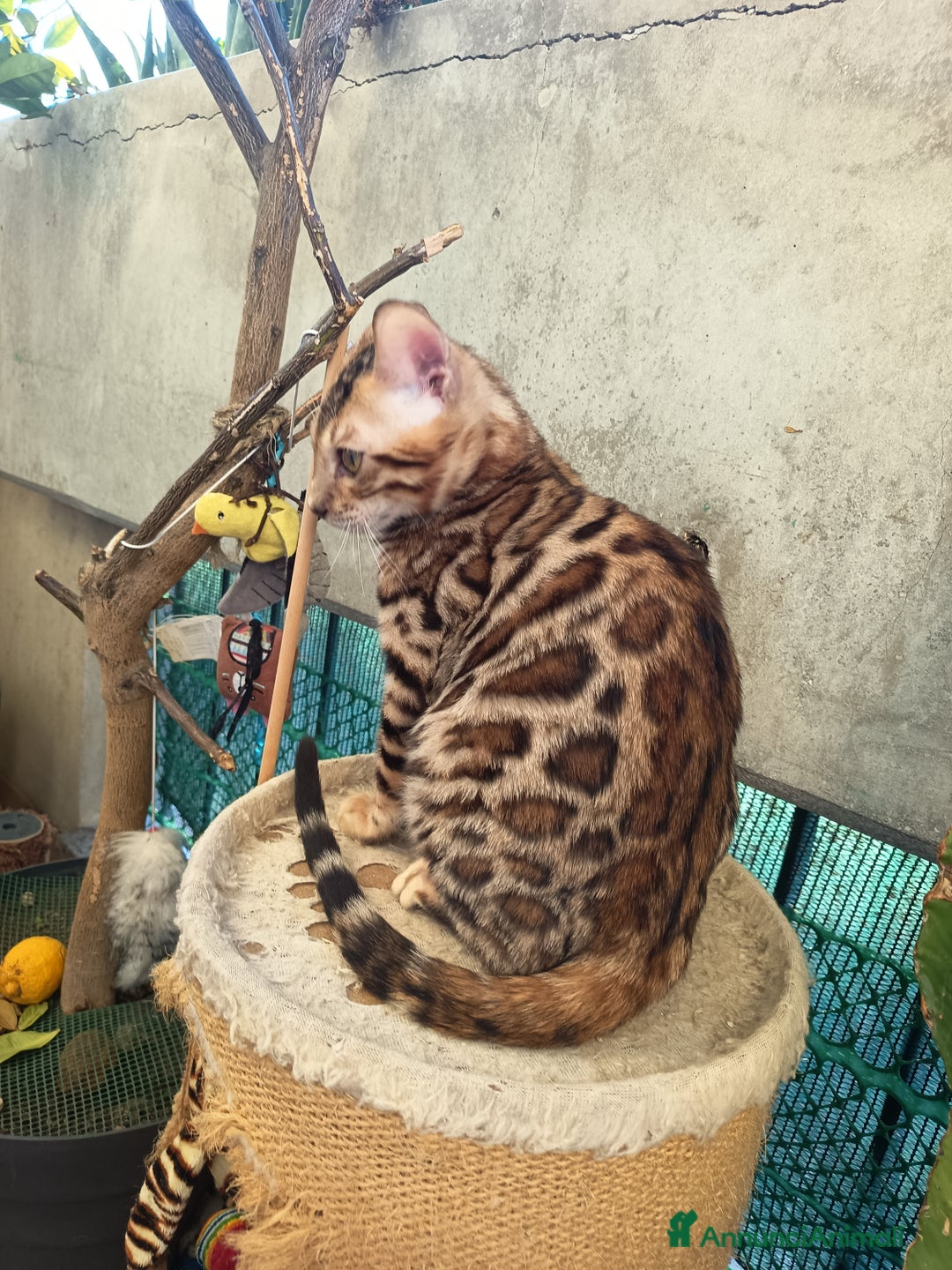 Bengala gatti in vendita: cucioli bengala  - Annuncio 10