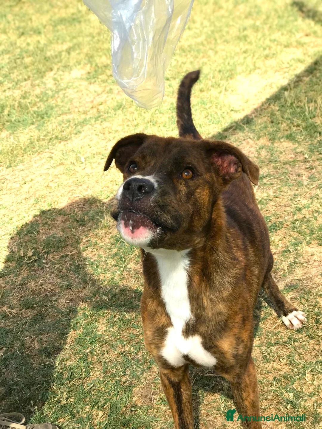 Meticcio cani in regalo: RAP simpaticissimo derivato boxer a Provincia di Latina - Annuncio 4