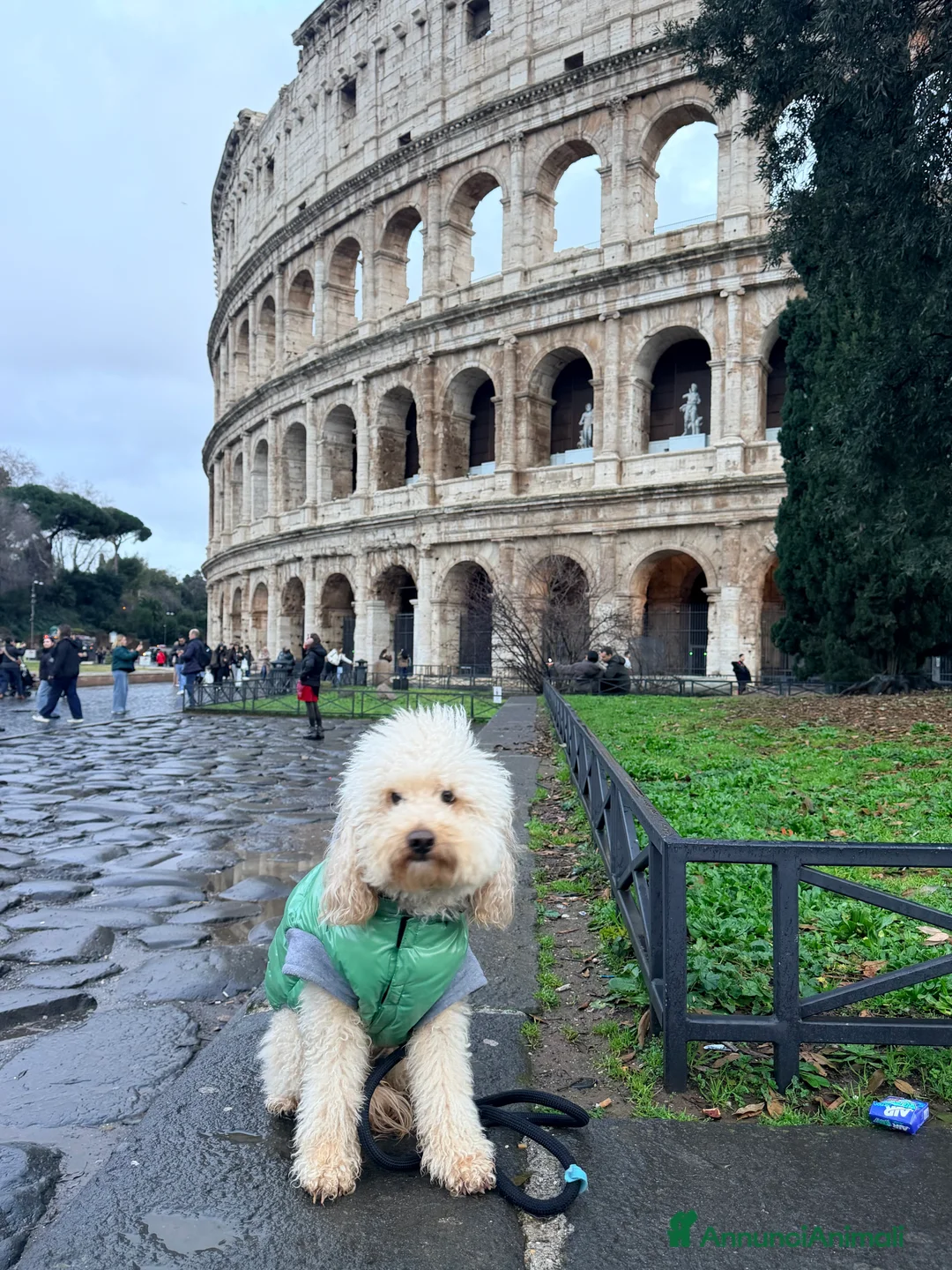 Barboncino cani per accoppiamento: Barboncino Nano per accoppiamento  - Annuncio 4