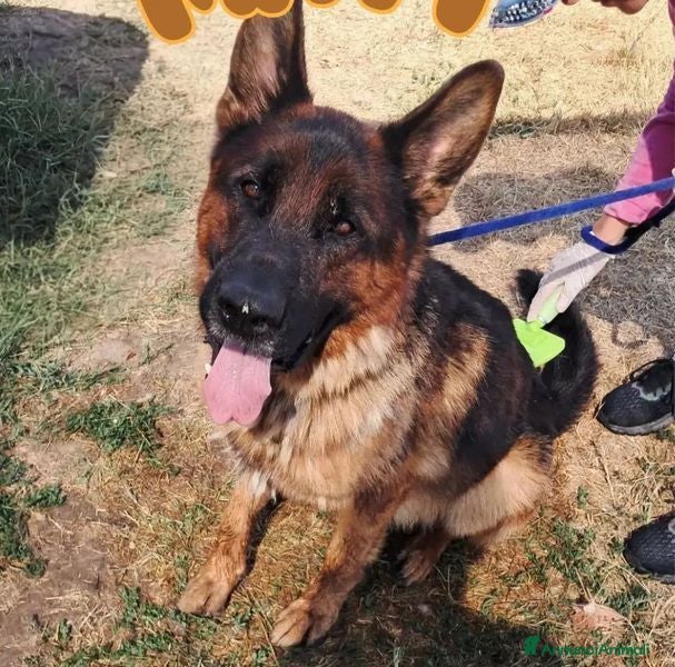 Pastore Tedesco cani Matt, spettacolare pastore tedesco - Annuncio 1