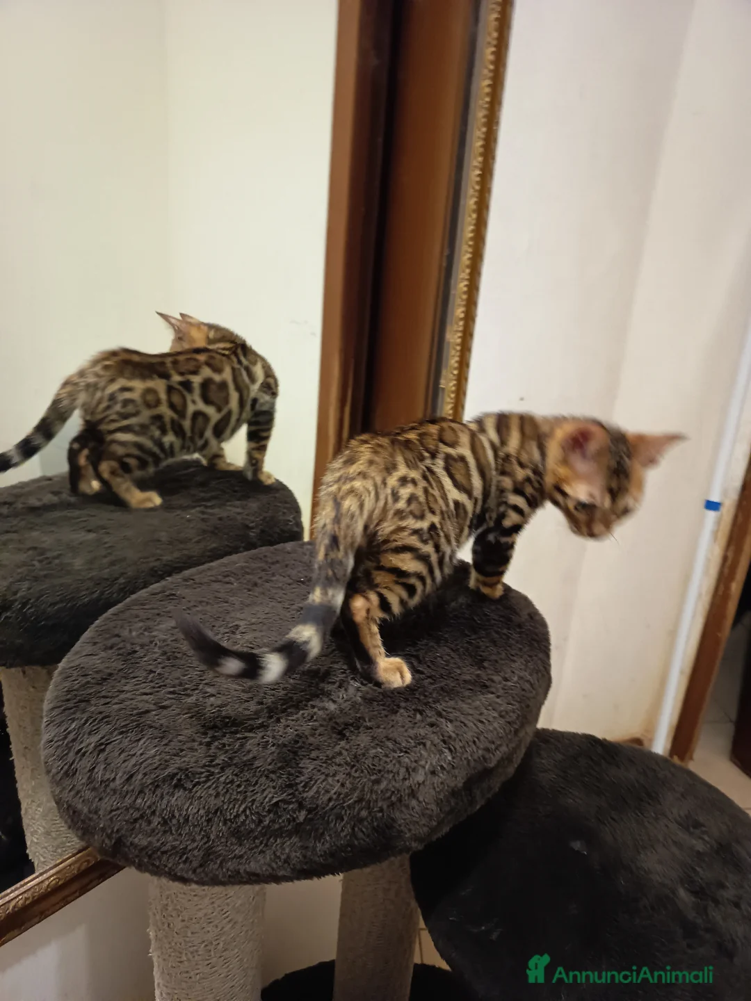 Bengala gatti in vendita: la meraviglia di Selected Breed 🥰 - Annuncio 9