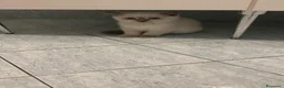 Scottish gatti in vendita: gatti scottish - Annuncio 10