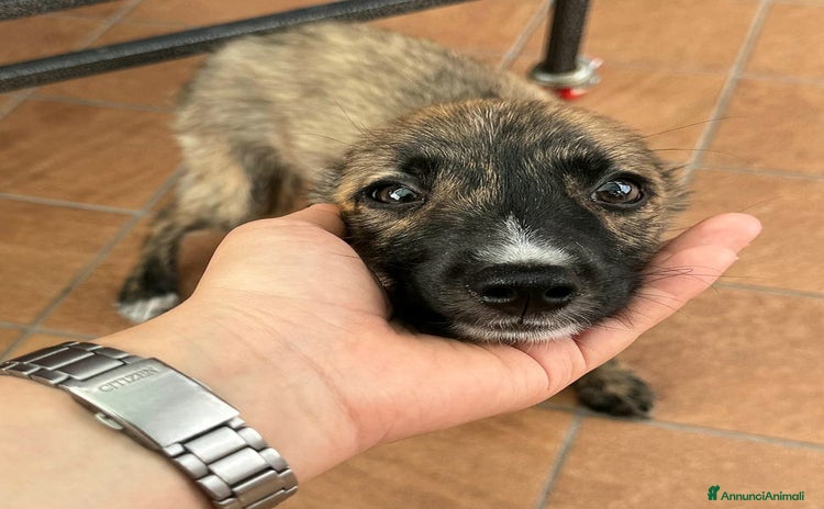 Meticcio cani a Provincia di Teramo - Annuncio 8