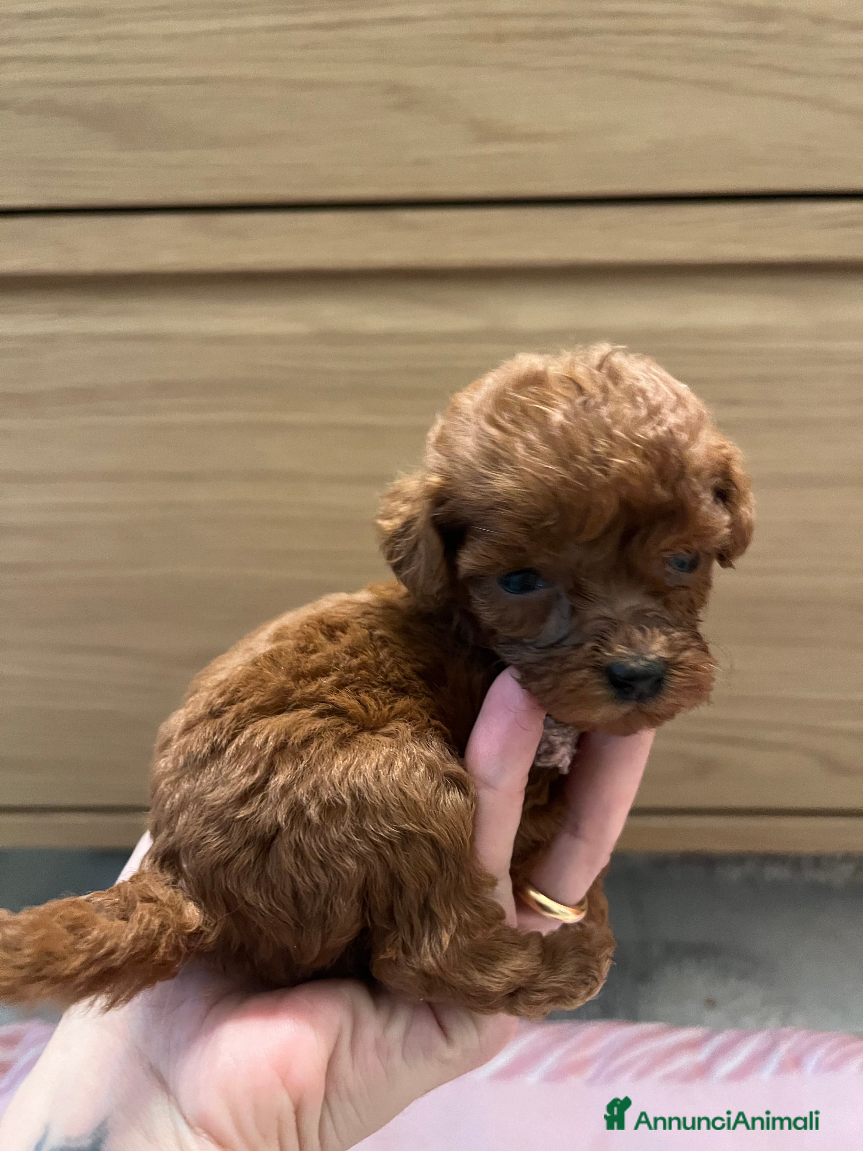 Barboncino Toy cani Barboncina mini mini Toy Red - Annuncio 2