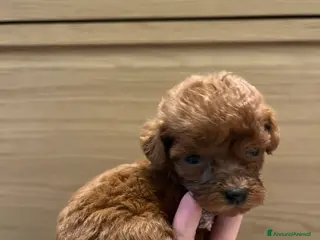 Barboncino Toy cani Barboncina mini mini Toy Red - Annuncio 2