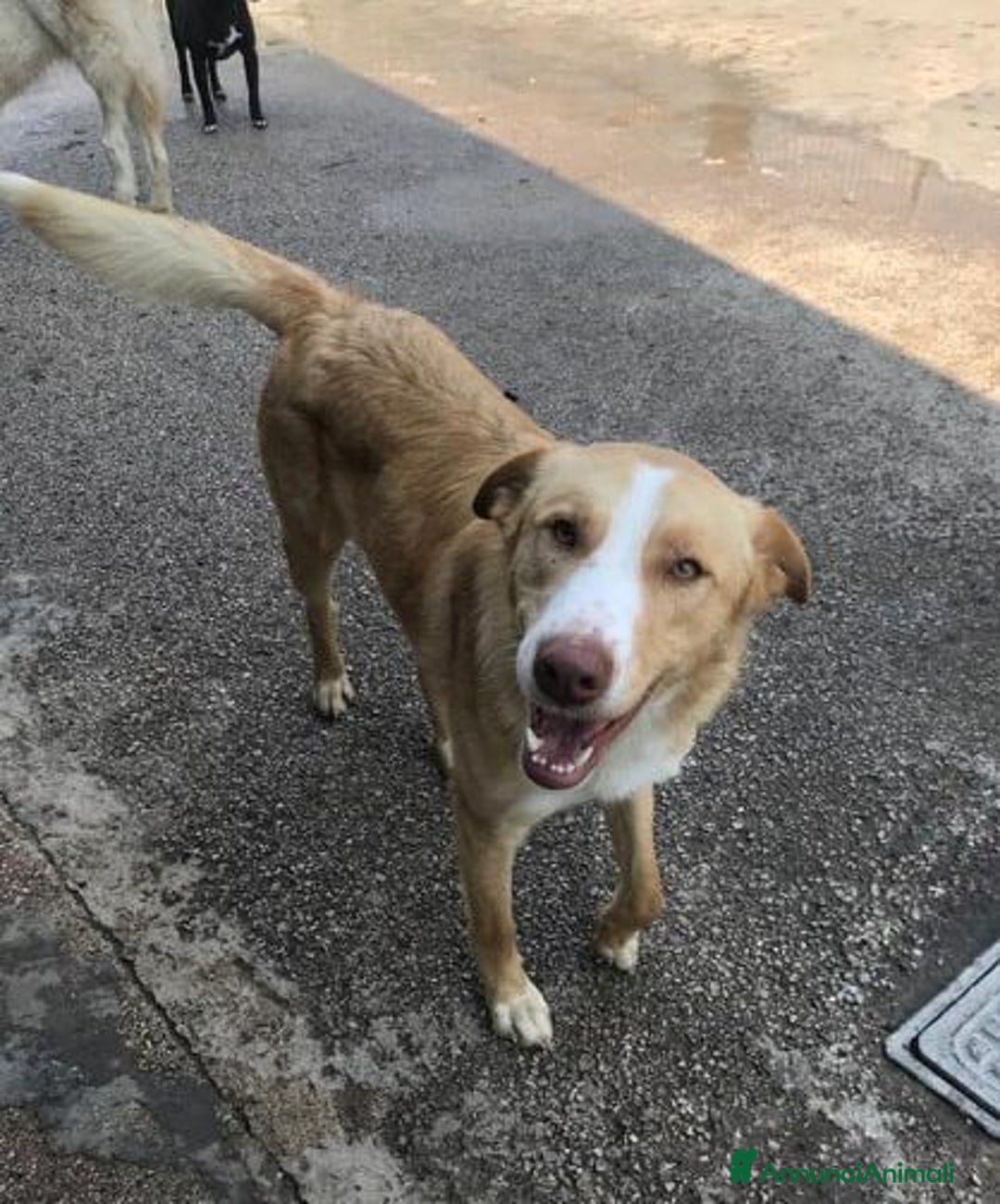 Meticcio cani in regalo: BIONDO, il cane più simpatico del canile! - Annuncio 2