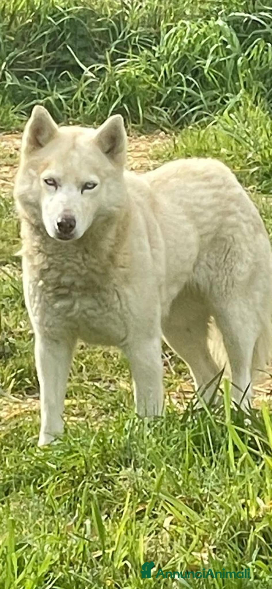 Husky cani Masha splendida husky - Annuncio 1