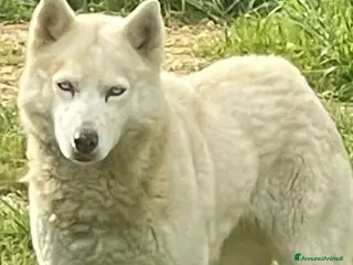Husky cani Masha splendida husky - Annuncio 1