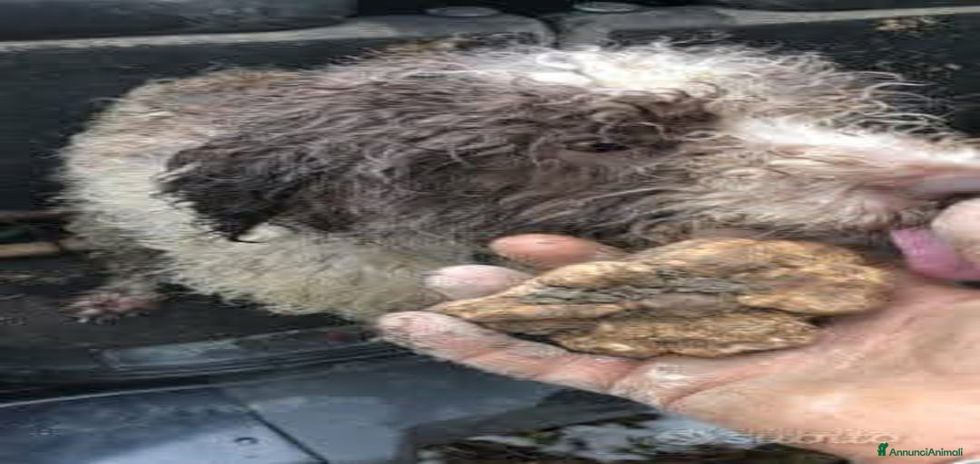 Immagine della galleria {{count}}