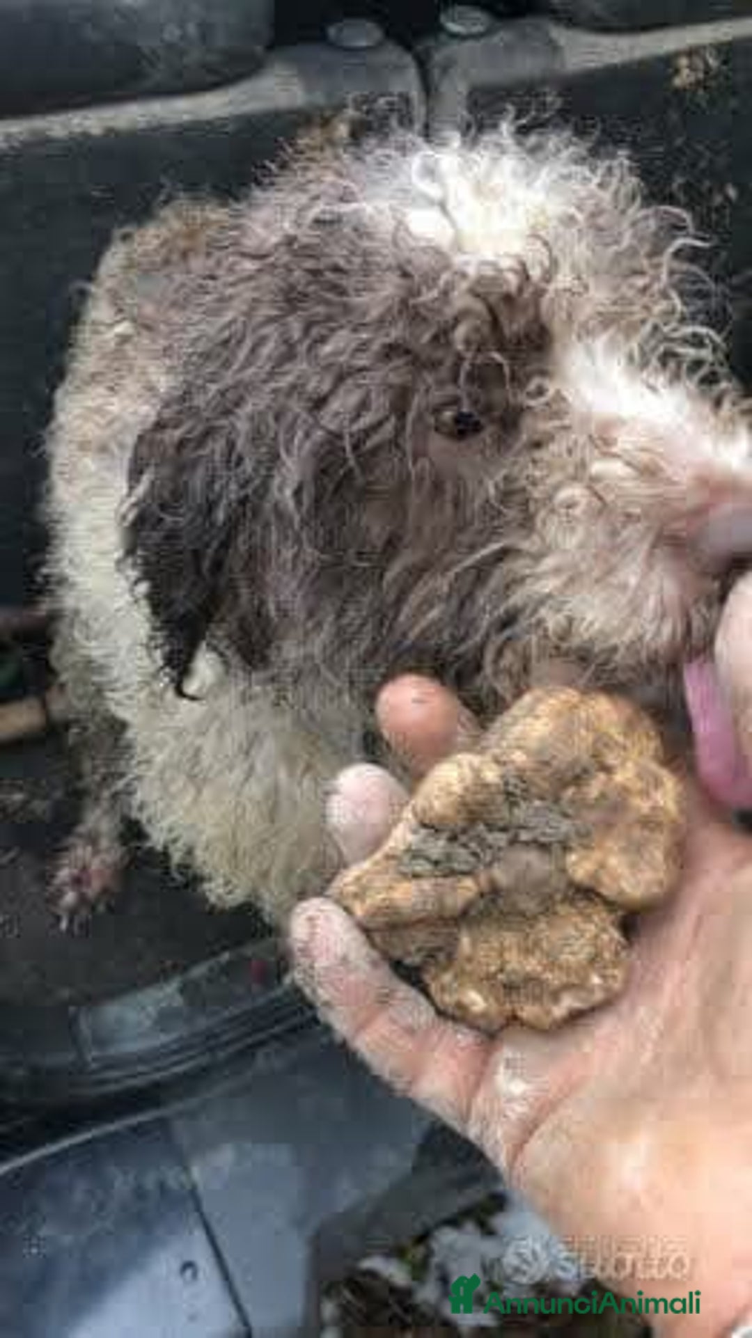 Immagine della galleria {{count}}