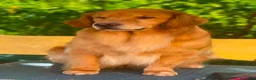 Golden Retriever cani in vendita: PICCOLI GOLDEN 100% AMERICANI NATI 03/06/26 - Annuncio 9