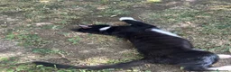 Meticcio gatti in regalo: Gattini da regalare  a Provincia di Asti - Annuncio 2