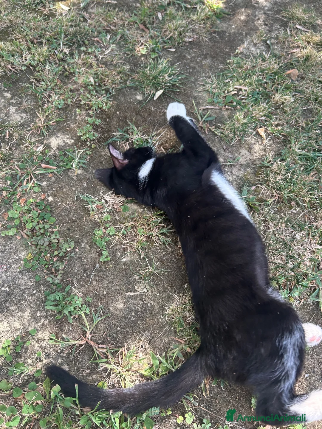 Meticcio gatti in regalo: Gattini da regalare  a Provincia di Asti - Annuncio 2
