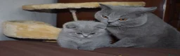 British gatti in vendita: BRITISH Shorthair BLU - Annuncio 4