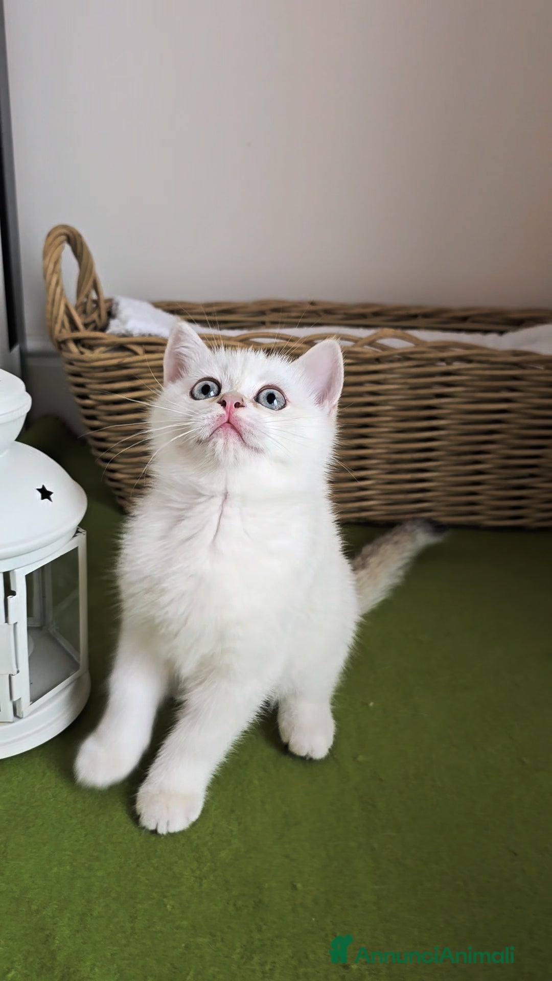 British gatti Cuccioli british shorthair  - Annuncio 28